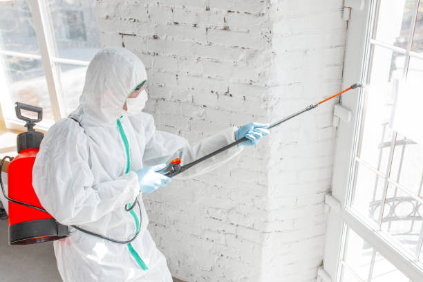 Why You Should Choose Our Mold Remediation Services in Chicago, IL